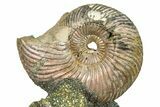 Iridescent Pyritized Ammonite (Quenstedticeras) Fossil Display #368835-1